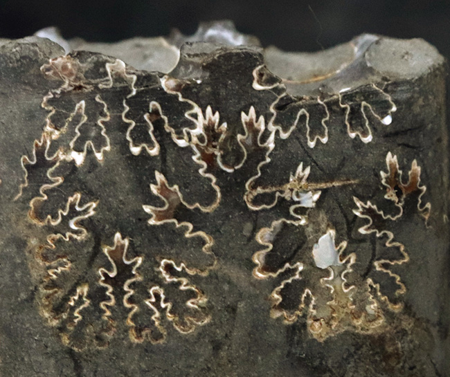 米国サウスダコタ州の白亜紀後期の地層より発見されたバキュリテス(Baculites)の殻の化石(その2)