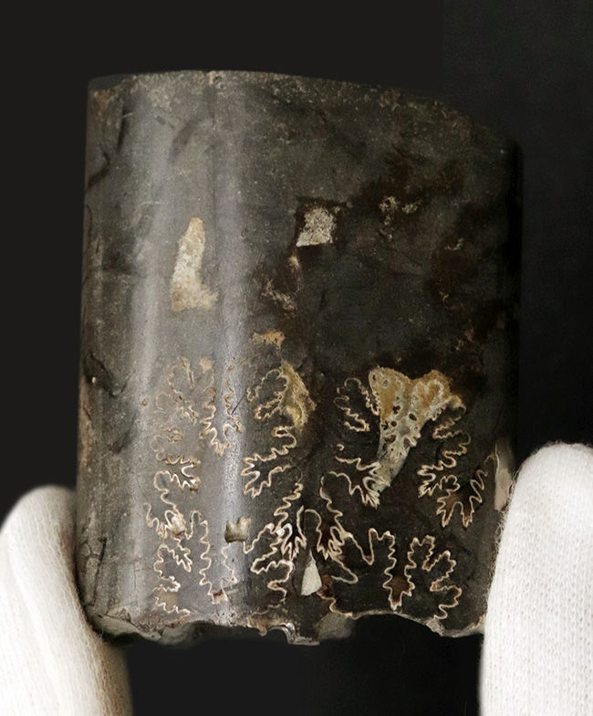 米国サウスダコタ州の白亜紀後期の地層より発見されたバキュリテス(Baculites)の殻の化石(その3)