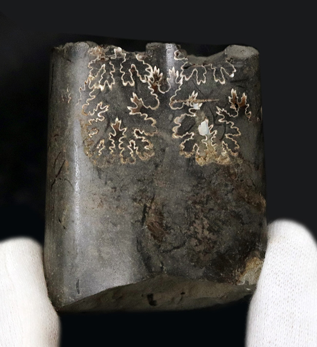 米国サウスダコタ州の白亜紀後期の地層より発見されたバキュリテス(Baculites)の殻の化石(その4)