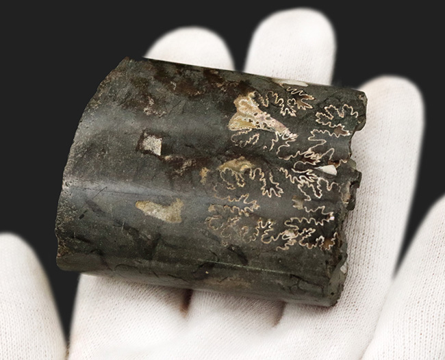 米国サウスダコタ州の白亜紀後期の地層より発見されたバキュリテス(Baculites)の殻の化石(その5)