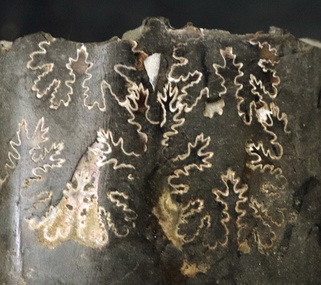 米国サウスダコタ州の白亜紀後期の地層より発見されたバキュリテス(Baculites)の殻の化石(その6)
