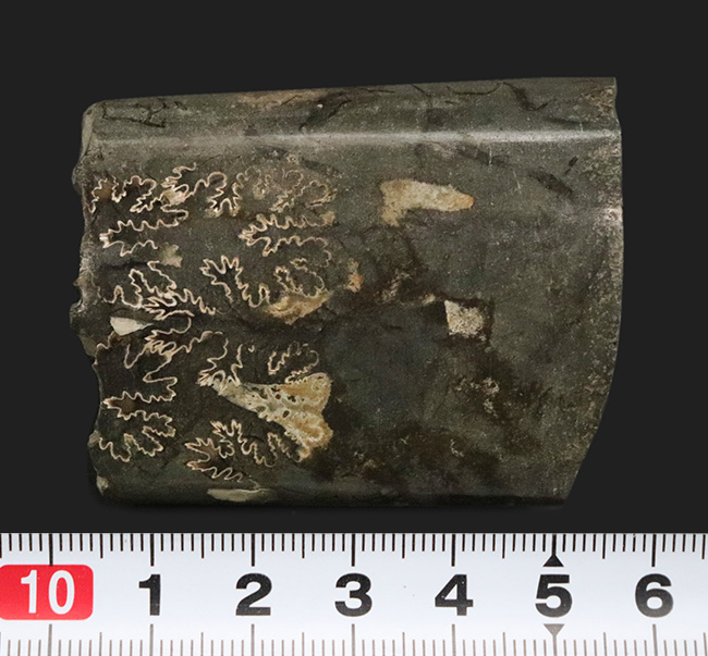 米国サウスダコタ州の白亜紀後期の地層より発見されたバキュリテス(Baculites)の殻の化石(その7)