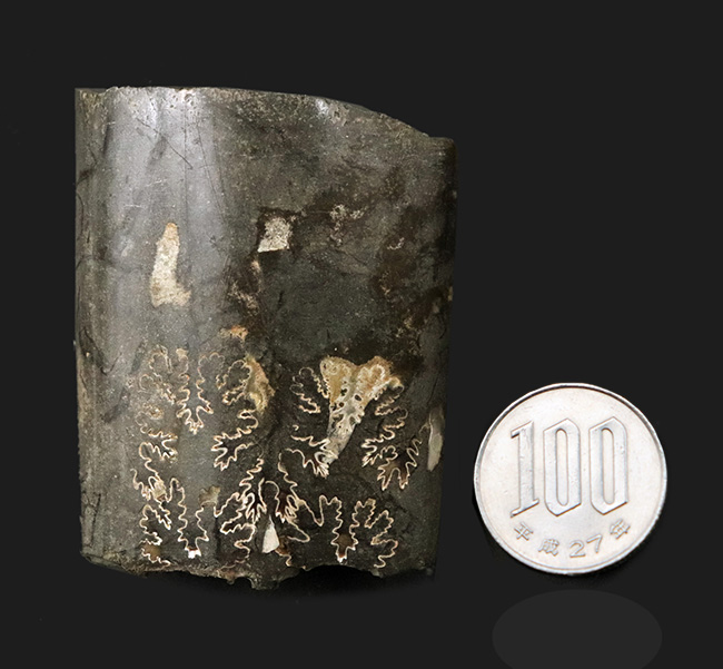米国サウスダコタ州の白亜紀後期の地層より発見されたバキュリテス(Baculites)の殻の化石(その8)