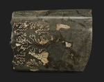 米国サウスダコタ州の白亜紀後期の地層より発見されたバキュリテス（Baculites）の殻の化石