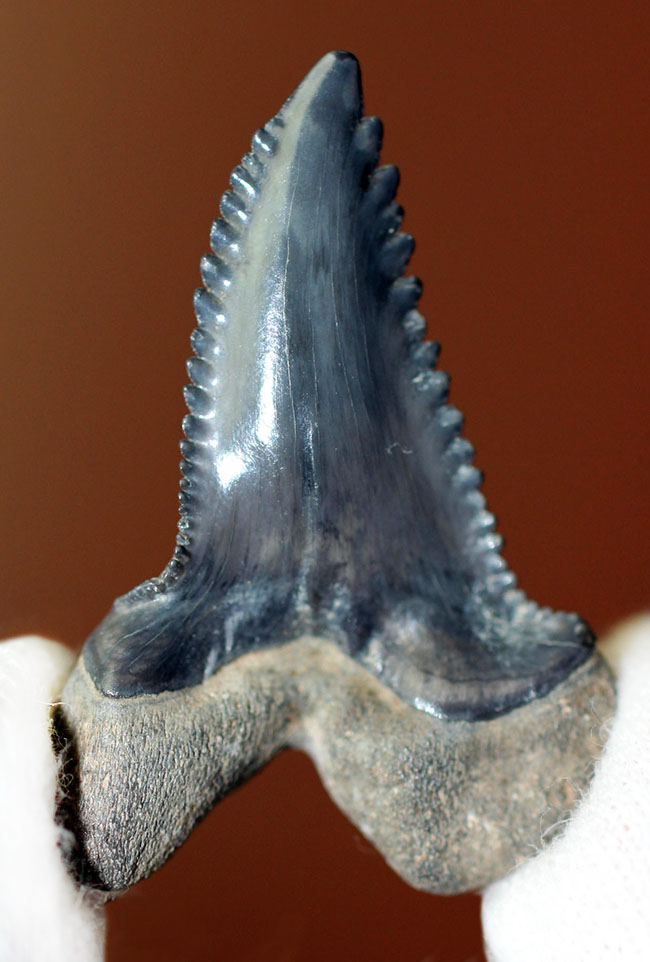 米国フロリダ州産中新世の海に生息していたイタチザメ、ヘミプリスティス・セラ（Hemipristis serra）の歯化石（その1）