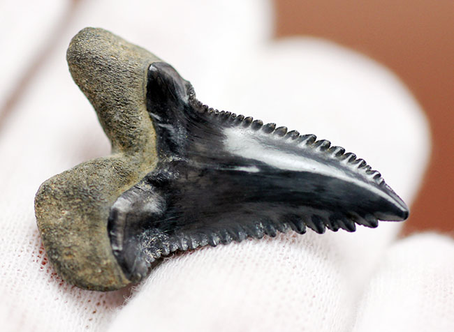 米国フロリダ州産中新世の海に生息していたイタチザメ、ヘミプリスティス・セラ（Hemipristis serra）の歯化石（その2）