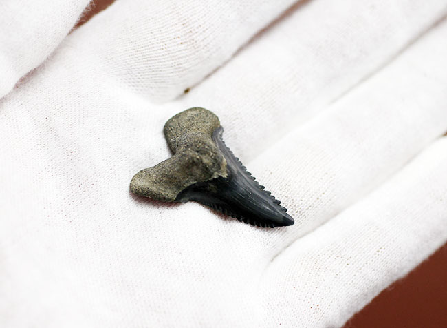 米国フロリダ州産中新世の海に生息していたイタチザメ、ヘミプリスティス・セラ(Hemipristis serra)の歯化石(その3)
