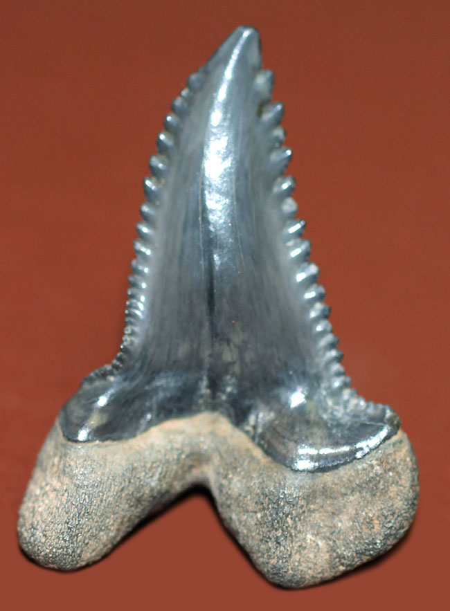 米国フロリダ州産中新世の海に生息していたイタチザメ、ヘミプリスティス・セラ（Hemipristis serra）の歯化石（その4）