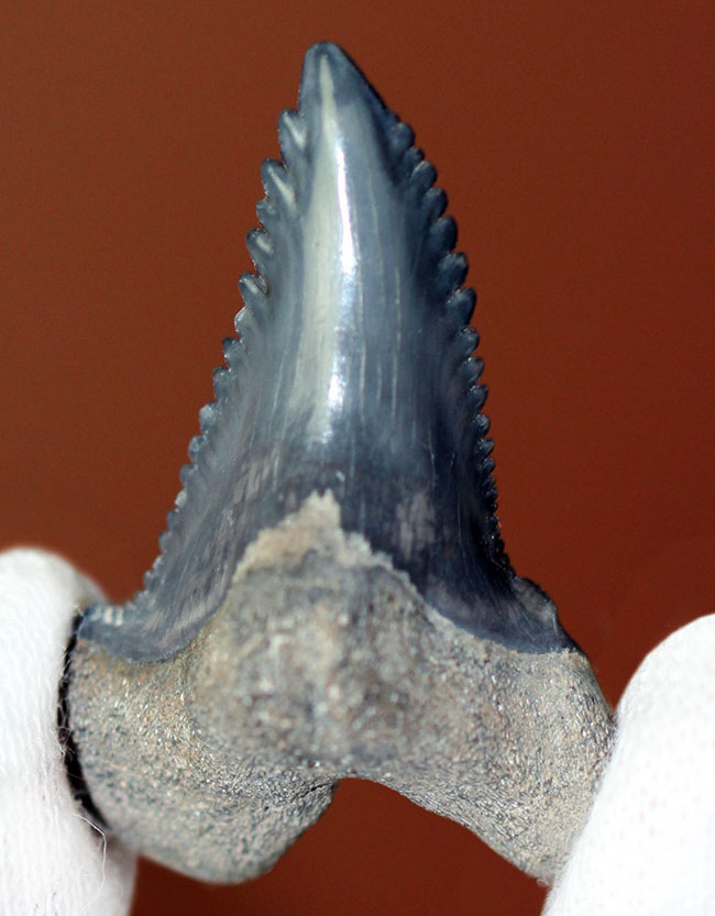 米国フロリダ州産中新世の海に生息していたイタチザメ、ヘミプリスティス・セラ(Hemipristis serra)の歯化石(その5)