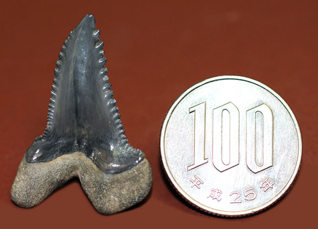 米国フロリダ州産中新世の海に生息していたイタチザメ、ヘミプリスティス・セラ(Hemipristis serra)の歯化石(その6)