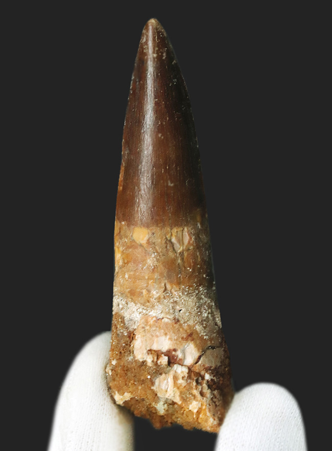 美しいエナメル質をご覧あれ!およそ1億年前の北アフリカの雄、スピノサウルス(Spinosaurus)の上質な歯化石(その1)