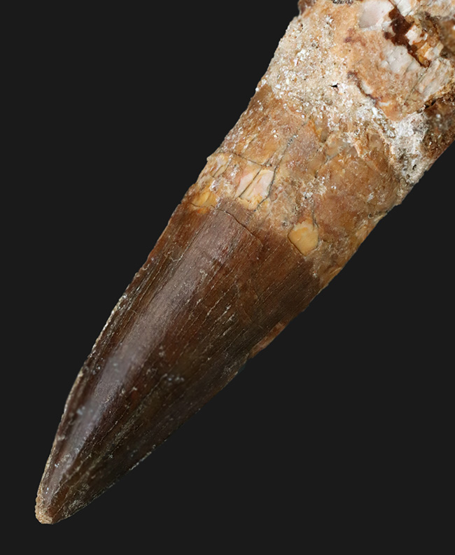 美しいエナメル質をご覧あれ!およそ1億年前の北アフリカの雄、スピノサウルス(Spinosaurus)の上質な歯化石(その2)