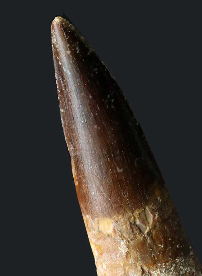 美しいエナメル質をご覧あれ!およそ1億年前の北アフリカの雄、スピノサウルス(Spinosaurus)の上質な歯化石(その6)