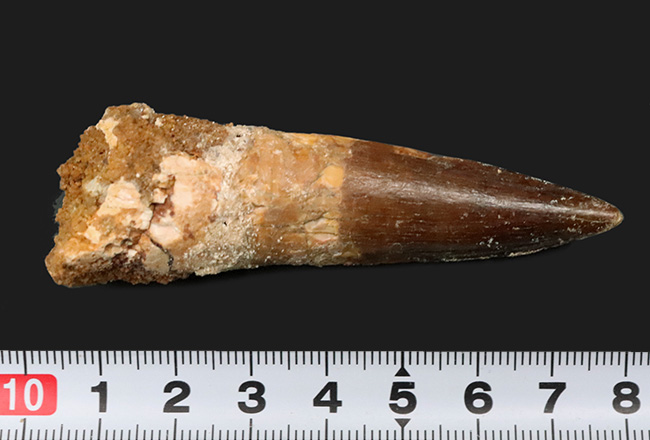 美しいエナメル質をご覧あれ!およそ1億年前の北アフリカの雄、スピノサウルス(Spinosaurus)の上質な歯化石(その7)