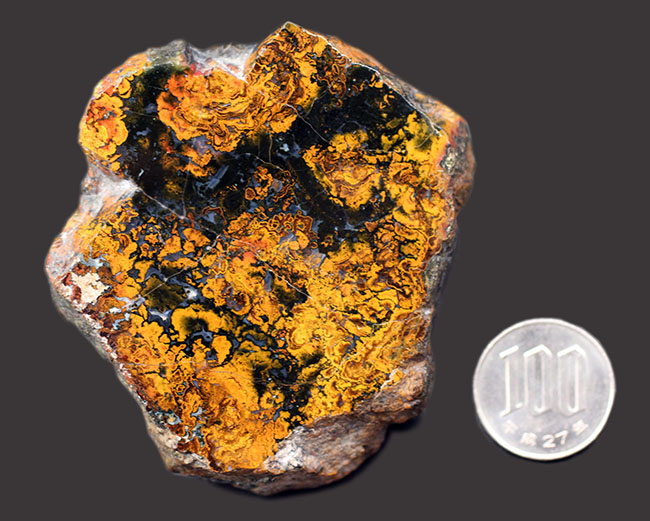 ハンガリー産 メリジオナリスゾウの環椎骨化石 メリジオナリスゾウ - Wikipedia