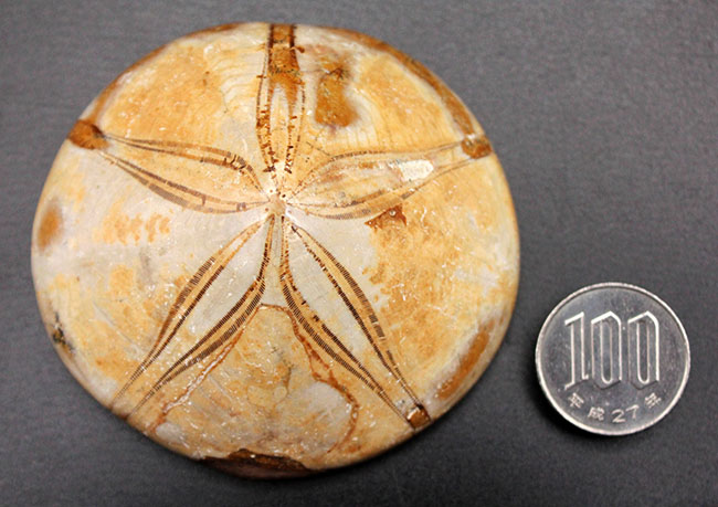 美しい五放射相称！恐竜が大地を闊歩していた時代に棲息していた
