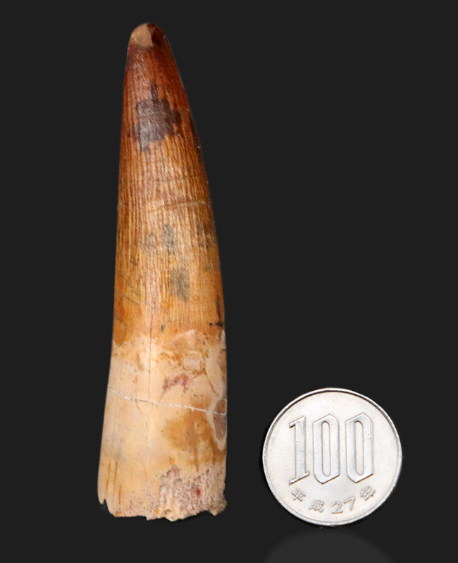 長辺計測８センチ、典型的な１億年前の北アフリカの頂点捕食者、スピノサウルス（Spinosaurus）の歯化石（その9）