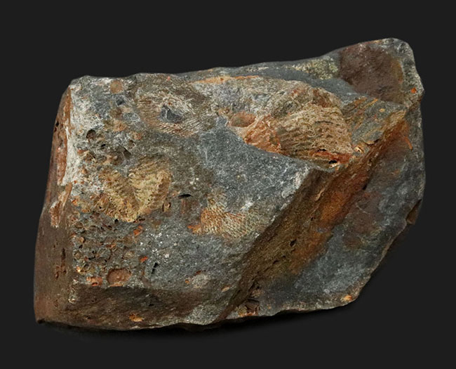 国産マニアックシリーズ（岩手県の石炭紀の地層）！１５ミリ前後のフィリップシアの部分化石が散見される群集化石（Phillipsia ohmorensis）（その1）