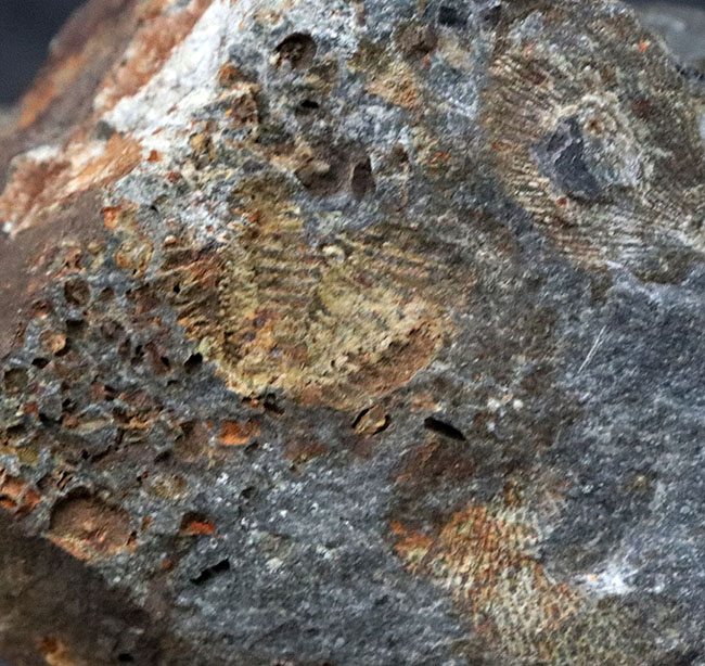 国産マニアックシリーズ（岩手県の石炭紀の地層）！１５ミリ前後のフィリップシアの部分化石が散見される群集化石（Phillipsia ohmorensis）（その4）