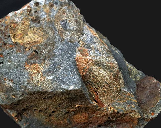 国産マニアックシリーズ（岩手県の石炭紀の地層）！１５ミリ前後のフィリップシアの部分化石が散見される群集化石（Phillipsia ohmorensis）（その7）