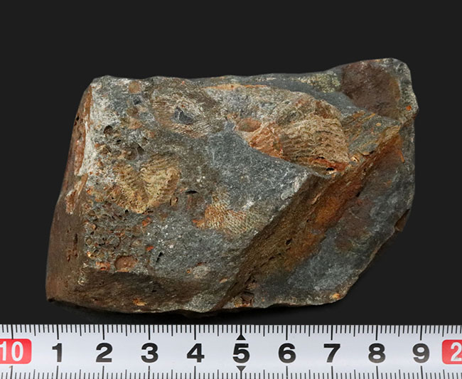 国産マニアックシリーズ（岩手県の石炭紀の地層）！１５ミリ前後のフィリップシアの部分化石が散見される群集化石（Phillipsia ohmorensis）（その8）