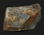 国産マニアックシリーズ（岩手県の石炭紀の地層）！１５ミリ前後のフィリップシアの部分化石が散見される群集化石（Phillipsia ohmorensis）