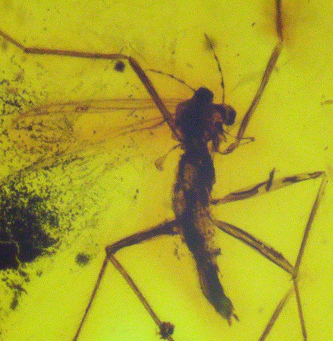 異様に足の長い虫が内包！透明度が高い！虫入りバルト海産琥珀の