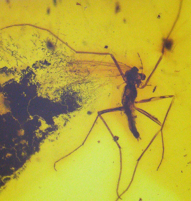 異様に足の長い虫が内包！透明度が高い！虫入りバルト海産琥珀の