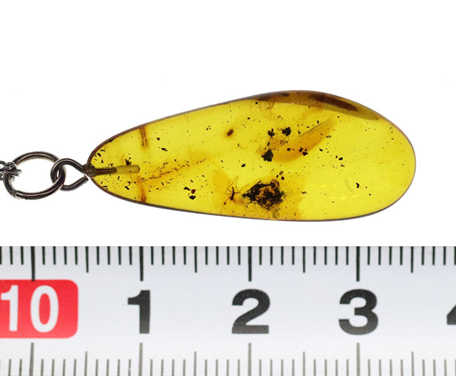 異様に足の長い虫が内包！透明度が高い！虫入りバルト海産琥珀の