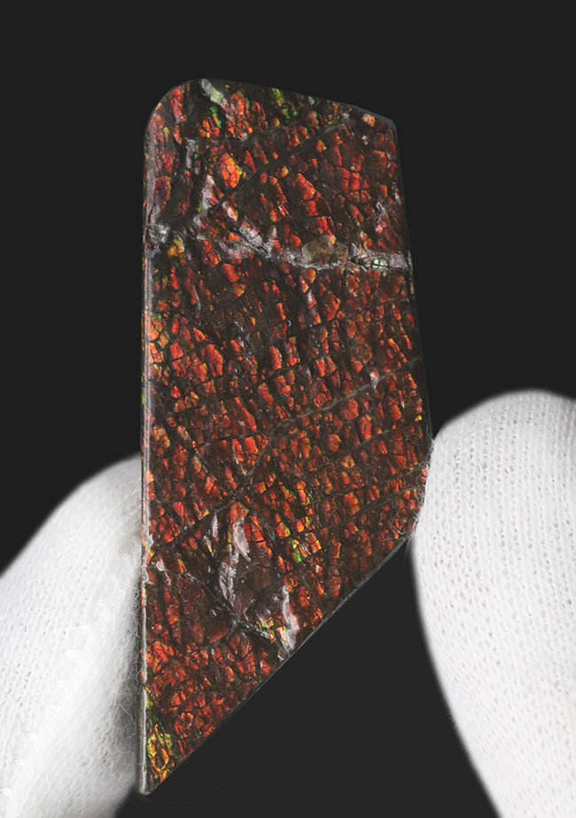ドラゴンスキン模様が備わった、赤色のアンモ”ラ”イト(Ammolite)のピース(その2)