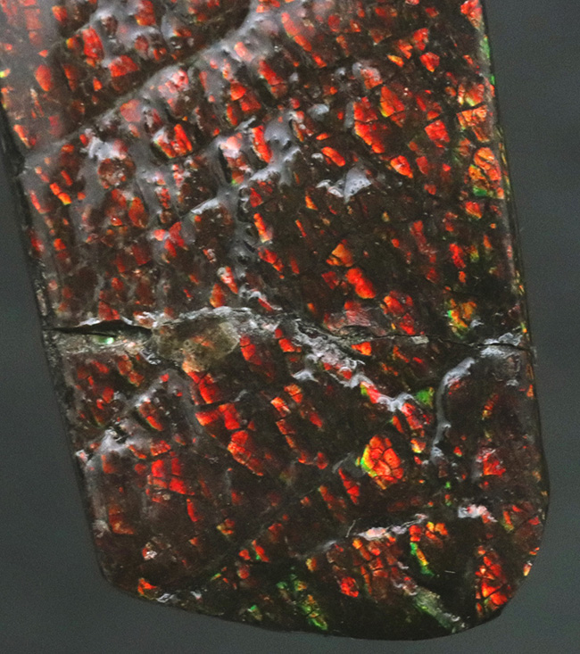 ドラゴンスキン模様が備わった、赤色のアンモ”ラ”イト（Ammolite）のピース（その3）