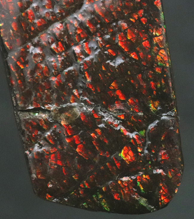 ドラゴンスキン模様が備わった、赤色のアンモ”ラ”イト(Ammolite)のピース(その3)