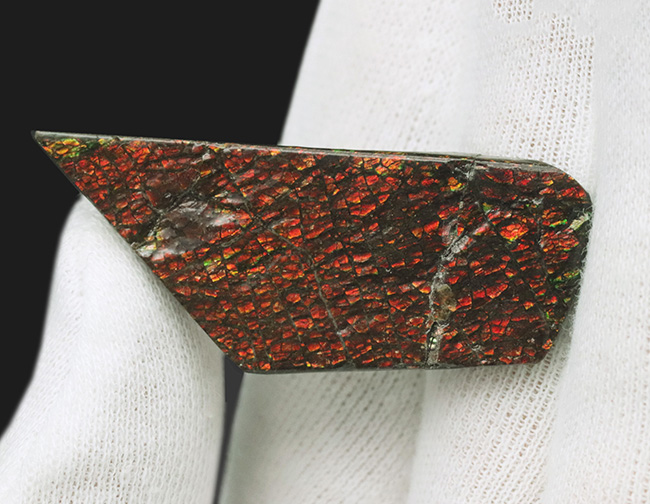 ドラゴンスキン模様が備わった、赤色のアンモ”ラ”イト（Ammolite）のピース（その4）
