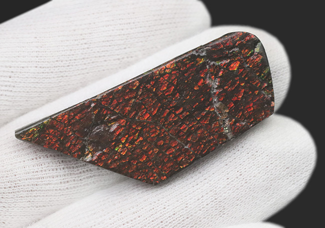 ドラゴンスキン模様が備わった、赤色のアンモ”ラ”イト(Ammolite)のピース(その5)