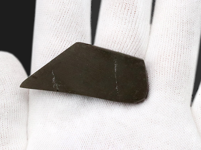 ドラゴンスキン模様が備わった、赤色のアンモ”ラ”イト(Ammolite)のピース(その6)