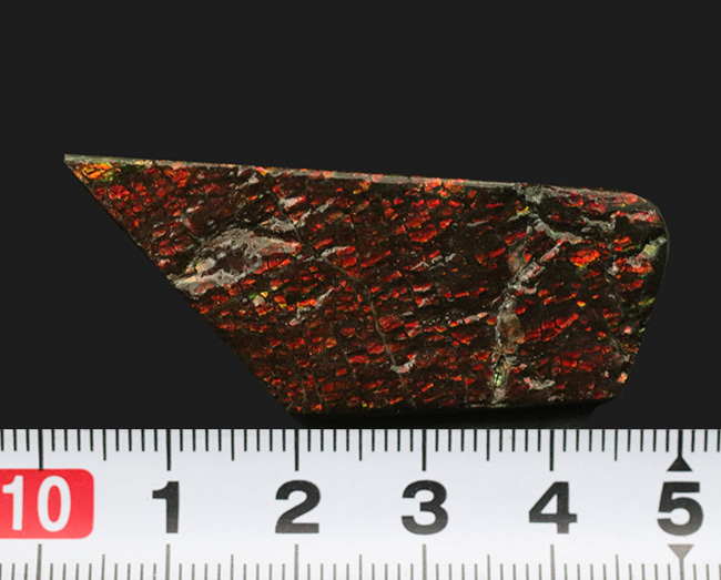 ドラゴンスキン模様が備わった、赤色のアンモ”ラ”イト（Ammolite）のピース（その8）