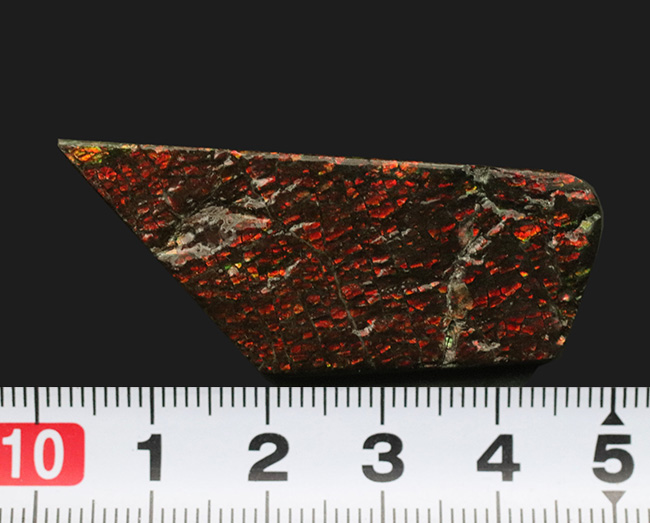 ドラゴンスキン模様が備わった、赤色のアンモ”ラ”イト(Ammolite)のピース(その8)