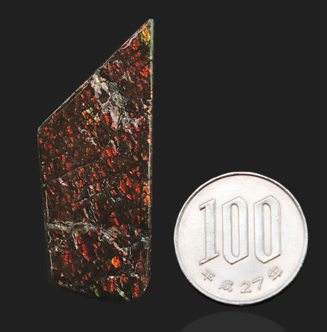 ドラゴンスキン模様が備わった、赤色のアンモ”ラ”イト(Ammolite)のピース(その9)