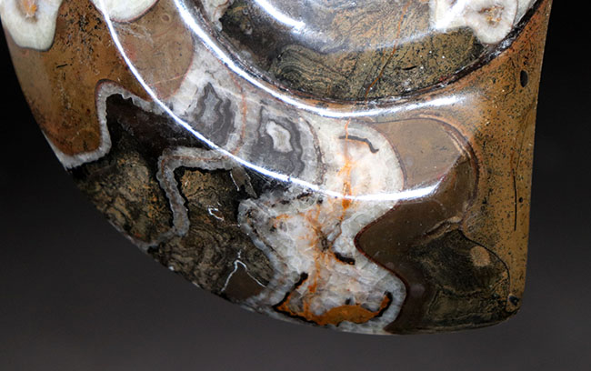 美品、幾何学的な模様が面白い、古生代の頭足類、ゴニアタイト（Goniatite）の化石（その6）