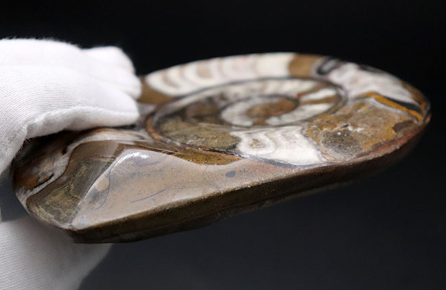 美品、幾何学的な模様が面白い、古生代の頭足類、ゴニアタイト（Goniatite）の化石（その9）