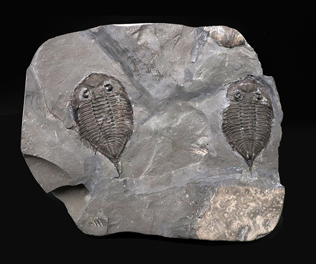ロチェスター頁岩層の番人!米国ニューヨーク州産三葉虫ダルマニテス(Dalmanites limulurus)のマルチプレート化石(その1)