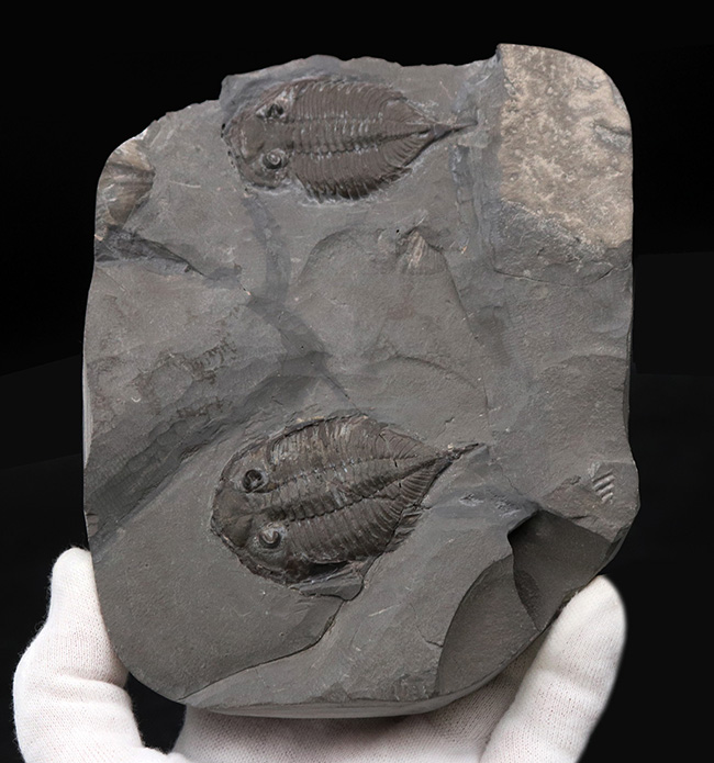 ロチェスター頁岩層の番人!米国ニューヨーク州産三葉虫ダルマニテス(Dalmanites limulurus)のマルチプレート化石(その10)
