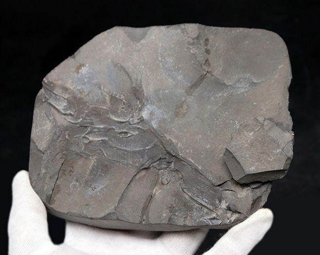 ロチェスター頁岩層の番人!米国ニューヨーク州産三葉虫ダルマニテス(Dalmanites limulurus)のマルチプレート化石(その11)
