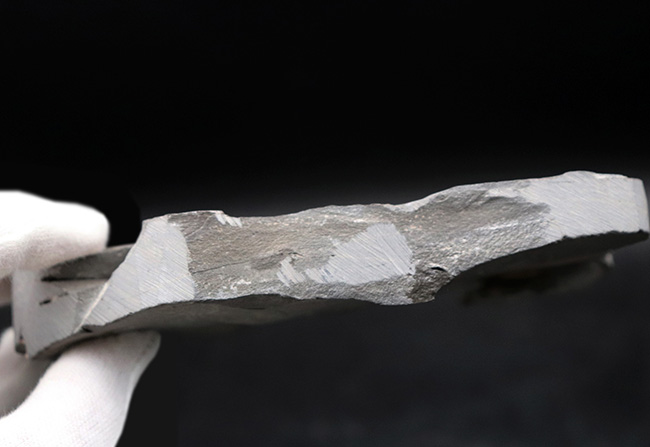ロチェスター頁岩層の番人!米国ニューヨーク州産三葉虫ダルマニテス(Dalmanites limulurus)のマルチプレート化石(その12)