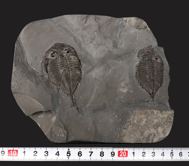 ロチェスター頁岩層の番人!米国ニューヨーク州産三葉虫ダルマニテス(Dalmanites limulurus)のマルチプレート化石(その13)