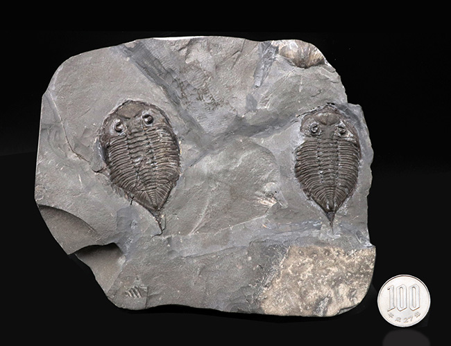 ロチェスター頁岩層の番人!米国ニューヨーク州産三葉虫ダルマニテス(Dalmanites limulurus)のマルチプレート化石(その14)