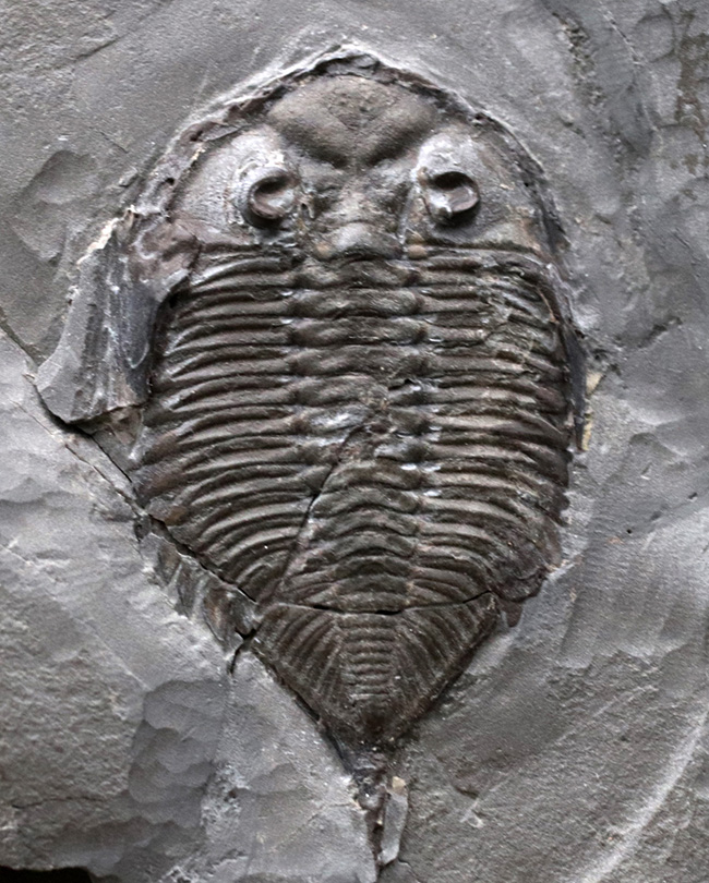 ロチェスター頁岩層の番人!米国ニューヨーク州産三葉虫ダルマニテス(Dalmanites limulurus)のマルチプレート化石(その2)