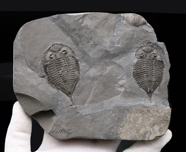 ロチェスター頁岩層の番人!米国ニューヨーク州産三葉虫ダルマニテス(Dalmanites limulurus)のマルチプレート化石(その3)