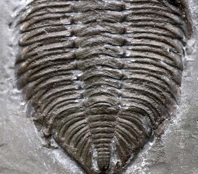 ロチェスター頁岩層の番人!米国ニューヨーク州産三葉虫ダルマニテス(Dalmanites limulurus)のマルチプレート化石(その5)