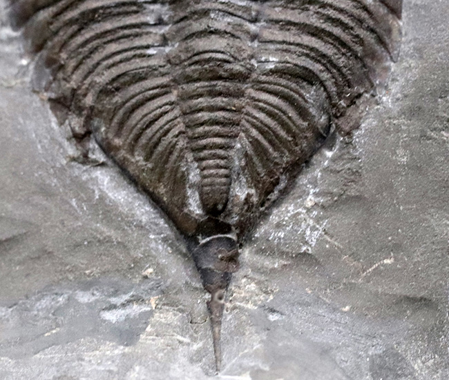 ロチェスター頁岩層の番人!米国ニューヨーク州産三葉虫ダルマニテス(Dalmanites limulurus)のマルチプレート化石(その6)